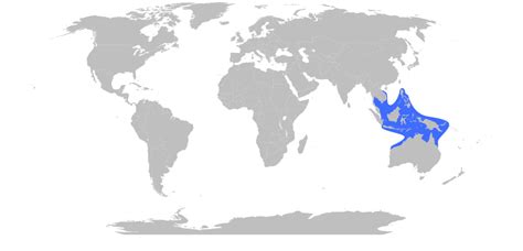 box jellyfish distribution map|what does chironex fleckeri eat.